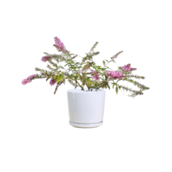 Butterfly Bush (Pink)